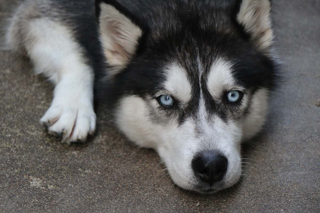 Husky