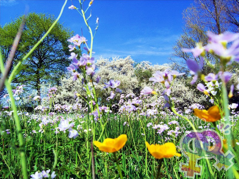 Il risveglio della primavera